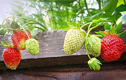 英伟达：GTX10系列显卡游玩《铁拳8》可能随机崩溃